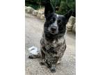 Adopt Dutch Billy Boy IN FOSTER & HOUSE TRAINED! a Black - with White Cattle Dog