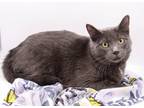 Adopt Jupiter VIII a Gray or Blue Domestic Shorthair / Mixed cat in Muskegon