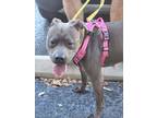 Adopt Waffles a Gray/Blue/Silver/Salt & Pepper Mixed Breed (Large) / Mixed dog