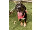Adopt Shep - VIP a Black Retriever (Unknown Type) / Mixed dog in Arlington
