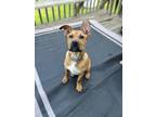 Adopt ZANE a Tan/Yellow/Fawn - with Black Boxer / Great Dane dog in Thompson