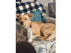 Adopt Colby a Labrador Retriever / Golden Retriever / Mixed dog in Reno