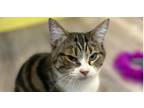 Adopt Katlynn a Brown Tabby Domestic Shorthair (short coat) cat in Linton
