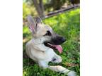 Adopt Pepper a White - with Tan, Yellow or Fawn German Shepherd Dog / Mixed dog