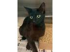 Adopt Feral Zazu a All Black Domestic Shorthair / Domestic Shorthair / Mixed cat