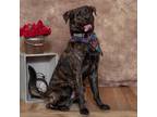 Adopt Briggs a Brindle Labrador Retriever / German Shepherd Dog / Mixed dog in