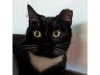 Adopt Gale a All Black Domestic Shorthair / Mixed cat in Pittsburgh