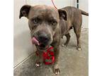 Adopt PEPPERMINT a Brown/Chocolate American Staffordshire Terrier / Mixed dog in