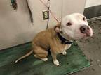 Adopt JOLLY* a Tan/Yellow/Fawn - with White American Pit Bull Terrier / Mixed