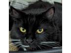 Adopt Gracie a All Black Domestic Longhair / Mixed cat in Long Beach