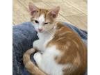Adopt Randall a White Domestic Shorthair / Mixed cat in Austin, TX (38909789)