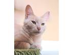 Adopt Dream a Domestic Shorthair / Mixed (short coat) cat in Buford