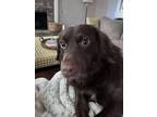 Adopt Lola a Brown/Chocolate Boykin Spaniel / Labrador Retriever / Mixed dog in