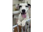 Adopt Malin a White - with Black Brittany / Pit Bull Terrier / Mixed dog in New