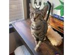 Adopt Rust-Oleum a Brown or Chocolate Domestic Shorthair / Mixed cat in Los