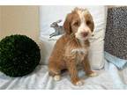 Goldendoodle Puppy for sale in South Bend, IN, USA