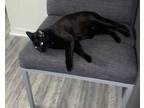 Adopt Kovu a All Black Domestic Mediumhair / Mixed cat in Orlando, FL (38718983)