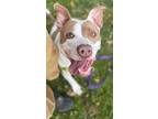 Adopt Sheila a Mixed Breed (Medium) / Mixed dog in Hyde Park, NY (38822533)