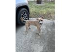 Adopt Rocky a Tan/Yellow/Fawn - with White American Pit Bull Terrier / Mixed dog