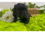 Mutt Puppy for sale in Springfield, MO, USA