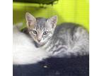 Adopt Violet 25 a Gray or Blue Domestic Shorthair / Mixed cat in Austin