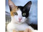 Adopt Evermore a Calico or Dilute Calico Manx / Mixed cat in Austin