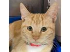 Adopt Cheese on my Soulmate a Orange or Red Domestic Shorthair / Mixed cat in