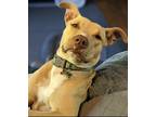 Adopt Peanut a Tan/Yellow/Fawn - with White Labrador Retriever / Mixed dog in