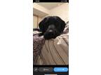 Adopt Finn a Black Labrador Retriever / Mixed dog in Columbia, MO (38727992)