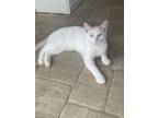 Adopt Mr. Pickles a White Siamese / Mixed (short coat) cat in Odessa