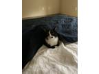 Adopt Crawford a Black & White or Tuxedo American Shorthair / Mixed (short coat)