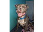 Adopt Roger a Gray/Blue/Silver/Salt & Pepper American Pit Bull Terrier / Mixed