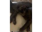 Adopt Ike a Black (Mostly) Tabby / Mixed (short coat) cat in La Mesa