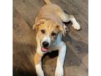 Adopt Perrywinkle a Brown/Chocolate Great Pyrenees / Mixed Breed (Large) / Mixed
