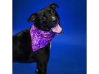 Adopt Kane a Black Pit Bull Terrier / Mixed dog in Newark, DE (38725218)