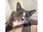 Adopt Elvira a Gray or Blue Domestic Shorthair / Mixed cat in Beaumont