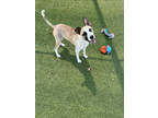 Adopt Disco a White Boxer / German Pinscher / Mixed dog in Grapevine