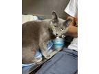 Adopt Frankie a Gray or Blue Domestic Shorthair / Domestic Shorthair / Mixed cat