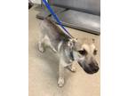 Adopt 53977302 a Tan/Yellow/Fawn Husky / Mixed dog in Fort Worth, TX (38979614)