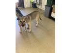 Adopt 53977249 a Tan/Yellow/Fawn Husky / Mixed dog in Fort Worth, TX (38979615)