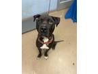 Adopt Hercules a Black Mixed Breed (Large) / Mixed dog in Chamblee