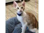 Adopt Dante a White Domestic Shorthair / Mixed cat in Austin, TX (38909788)