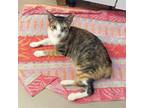 Adopt Classic Console a White Domestic Shorthair / Mixed cat in Austin