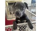 Adopt Echo a Gray/Silver/Salt & Pepper - with Black Pit Bull Terrier / Mixed dog