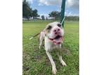 Adopt Pinky a White American Pit Bull Terrier / Mixed dog in Violet