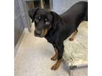 Adopt Raja a Black Mixed Breed (Large) / Mixed dog in Cooperstown, NY (38991139)
