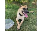 Adopt Cabby a Tan/Yellow/Fawn Australian Cattle Dog / Mixed dog in Austin
