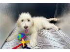 Goldendoodle Puppy for sale in South Bend, IN, USA