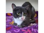 Adopt Polly a Domestic Shorthair / Mixed (short coat) cat in Kendallville