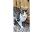 Adopt Movado a Domestic Shorthair / Mixed (short coat) cat in Kendallville